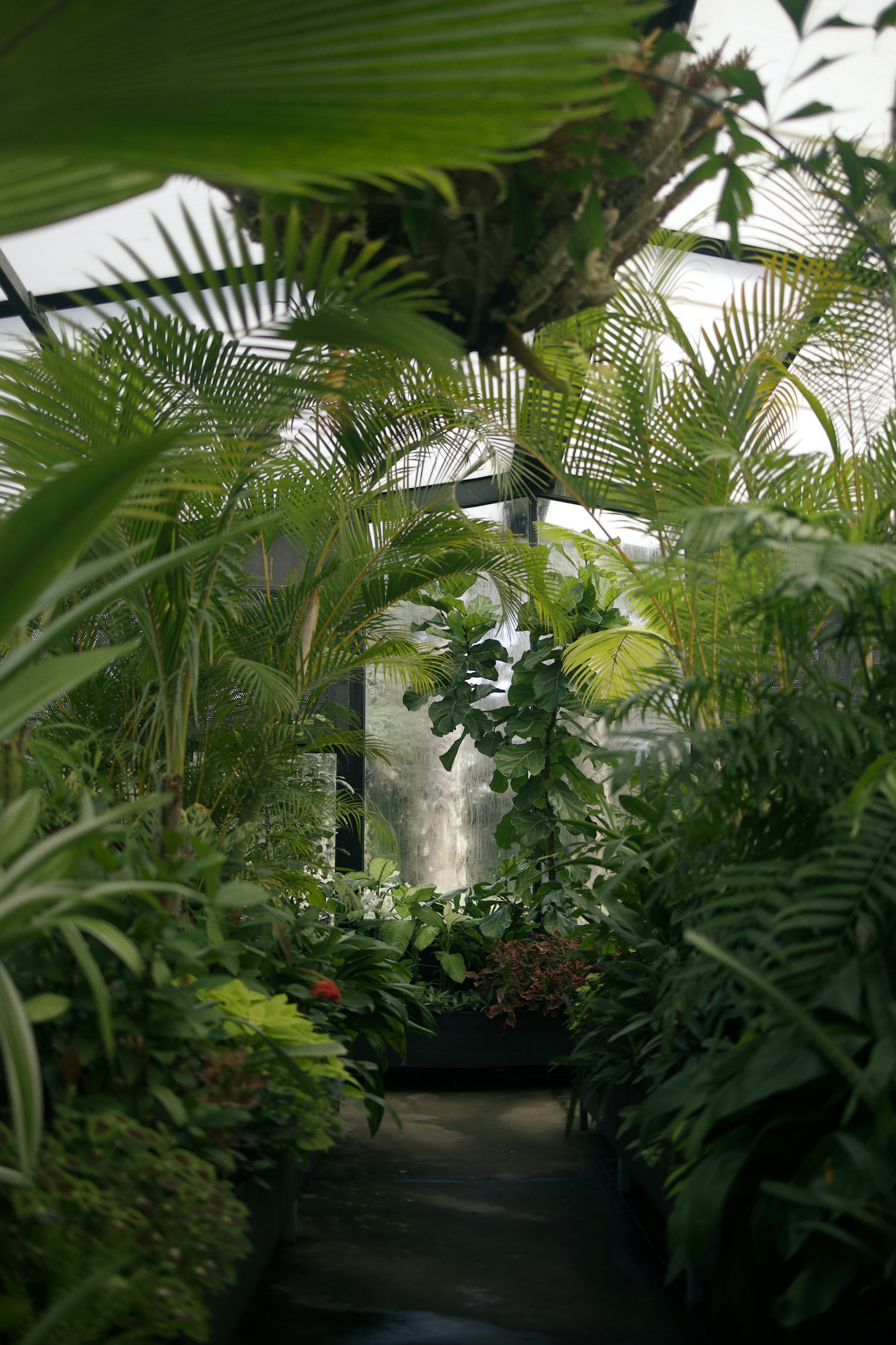 Lush foliage beneath a greenhouse roof